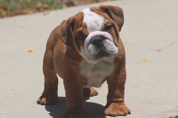   HAMBURGER OZZY ENGLISH BULLDOG PUPPIES 