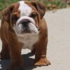   HAMBURGER OZZY ENGLISH BULLDOG PUPPIES 