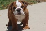 HAMBURGER OZZY ENGLISH BULLDOG PUPPIES