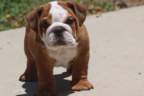   HAMBURGER OZZY ENGLISH BULLDOG PUPPIES 