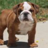   HAMBURGER OZZY ENGLISH BULLDOG PUPPIES 
