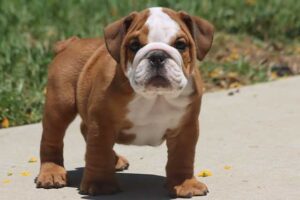   HAMBURGER OZZY ENGLISH BULLDOG PUPPIES 