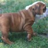   HAMBURGER OZZY ENGLISH BULLDOG PUPPIES 
