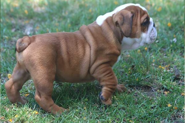   HAMBURGER OZZY ENGLISH BULLDOG PUPPIES 