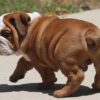   HAMBURGER OZZY ENGLISH BULLDOG PUPPIES 