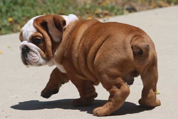   HAMBURGER OZZY ENGLISH BULLDOG PUPPIES 