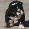 HILGA ENGLISH BULLDOG PUPPY