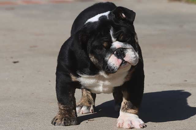 HILGA ENGLISH BULLDOG PUPPY