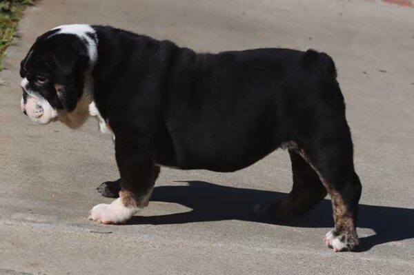 HILGA ENGLISH BULLDOG PUPPY