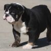HILGA ENGLISH BULLDOG PUPPY