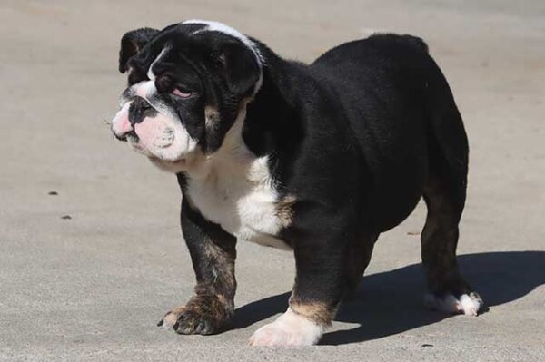 HILGA ENGLISH BULLDOG PUPPY