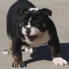 HILGA ENGLISH BULLDOG PUPPY
