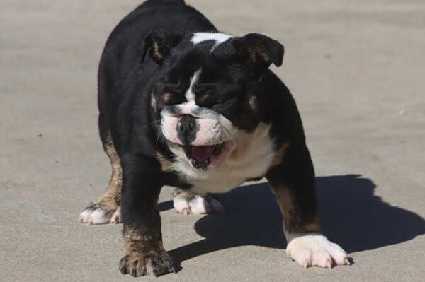 HILGA ENGLISH BULLDOG PUPPY