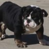 HILGA ENGLISH BULLDOG PUPPY