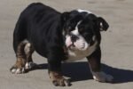HILGA ENGLISH BULLDOG PUPPY