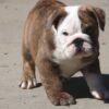 MILES ENGLISH BULLDOG PUPPY