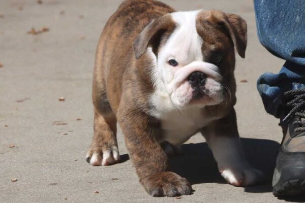 MILES ENGLISH BULLDOG PUPPY