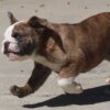 MILES ENGLISH BULLDOG PUPPY