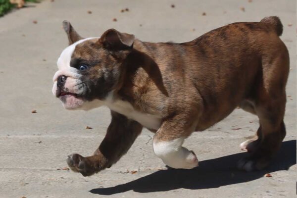 MILES ENGLISH BULLDOG PUPPY