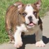 ALICE COOPER ENGLISH BULLDOG PUPPY