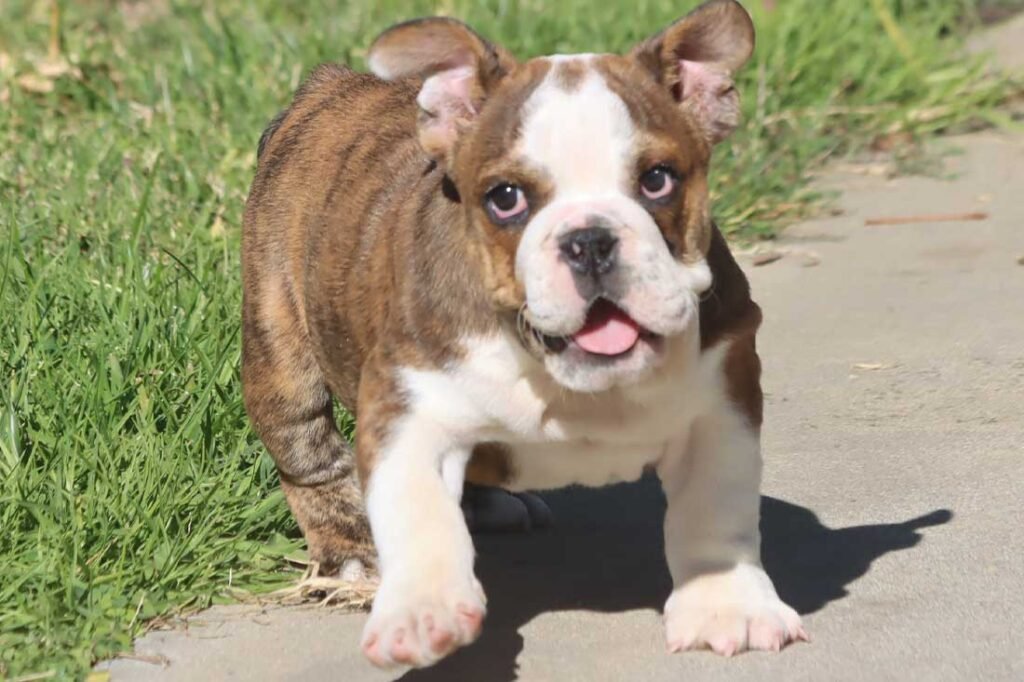 ALICE COOPER ENGLISH BULLDOG PUPPY