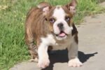 ALICE COOPER ENGLISH BULLDOG PUPPY