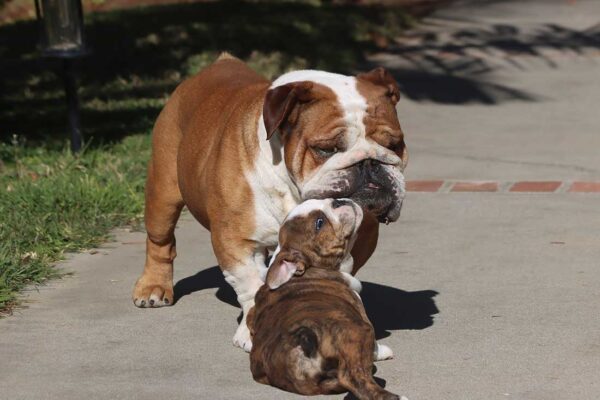 LU-LU ENGLISH BULLDOG PUPPY