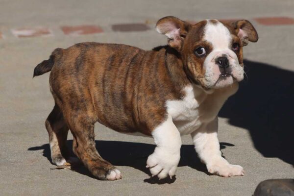 LU-LU ENGLISH BULLDOG PUPPY