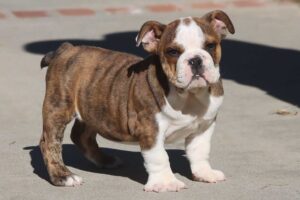 LU-LU ENGLISH BULLDOG PUPPY LU-LU ENGLISH BULLDOG PUPPY