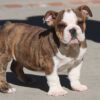 LU-LU ENGLISH BULLDOG PUPPY