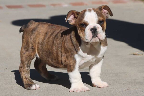 LU-LU ENGLISH BULLDOG PUPPY