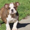 LU-LU ENGLISH BULLDOG PUPPY
