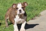 LU-LU ENGLISH BULLDOG PUPPY