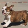 LU-LU ENGLISH BULLDOG PUPPY