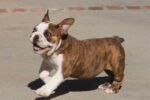 LU-LU ENGLISH BULLDOG PUPPY