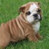 MAGNUM ENGLISH BULLDOG PUPPY