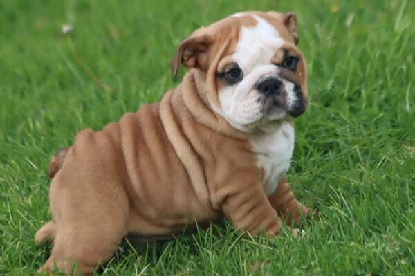 MAGNUM ENGLISH BULLDOG PUPPY