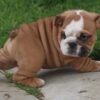 MAGNUM ENGLISH BULLDOG PUPPY