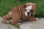 MAGNUM ENGLISH BULLDOG PUPPY