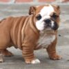 MAGNUM ENGLISH BULLDOG PUPPY