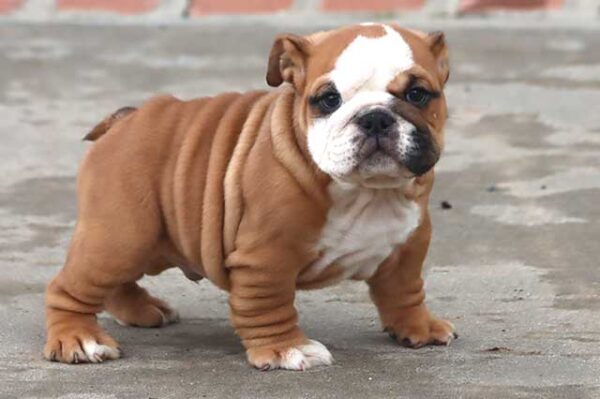 MAGNUM ENGLISH BULLDOG PUPPY