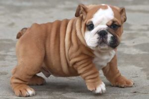 MAGNUM ENGLISH BULLDOG PUPPY MAGNUM ENGLISH BULLDOG PUPPY