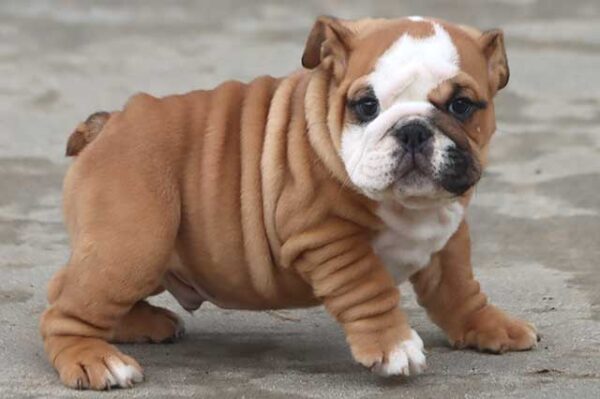 MAGNUM ENGLISH BULLDOG PUPPY