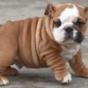 MAGNUM ENGLISH BULLDOG PUPPY