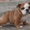 MAGNUM ENGLISH BULLDOG PUPPY