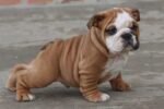 MAGNUM ENGLISH BULLDOG PUPPY