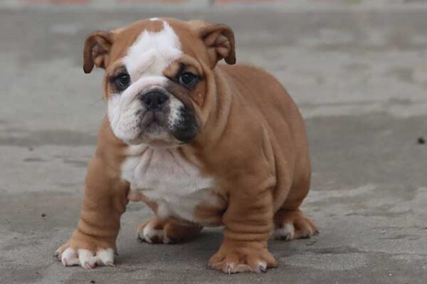 MAGNUM ENGLISH BULLDOG PUPPY