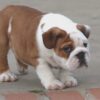 MONSTER ENGLISH BULLDOG PUPPIES