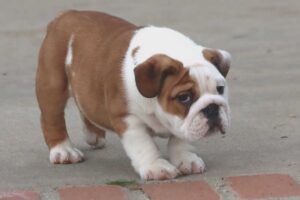 Home | mariowalkersbullies.com MONSTER ENGLISH BULLDOG PUPPIES