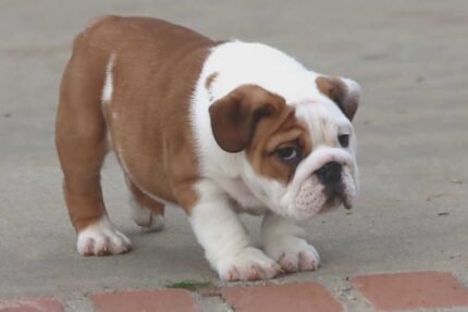 Home Pets | Mario Walker's Bullies MONSTER ENGLISH BULLDOG PUPPIES